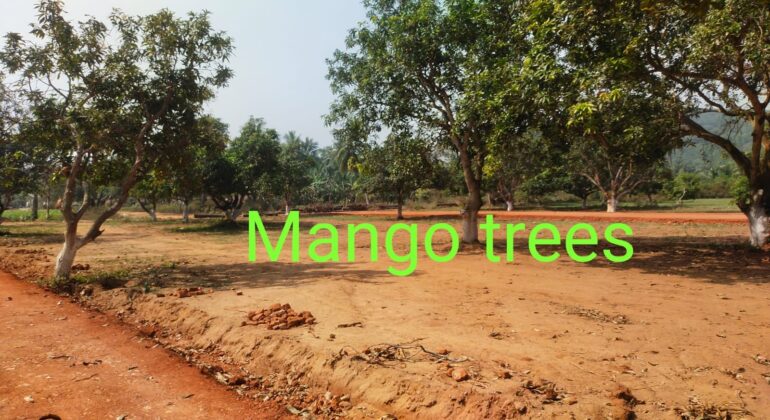 farm land with mango trees